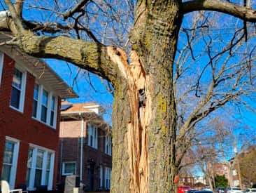 Completed tree work by Affordable Carolina Tree Service in Columbia, SC