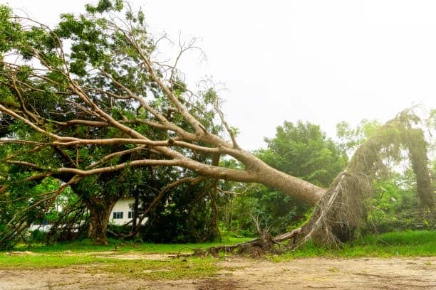 Emergency storm damage tree service