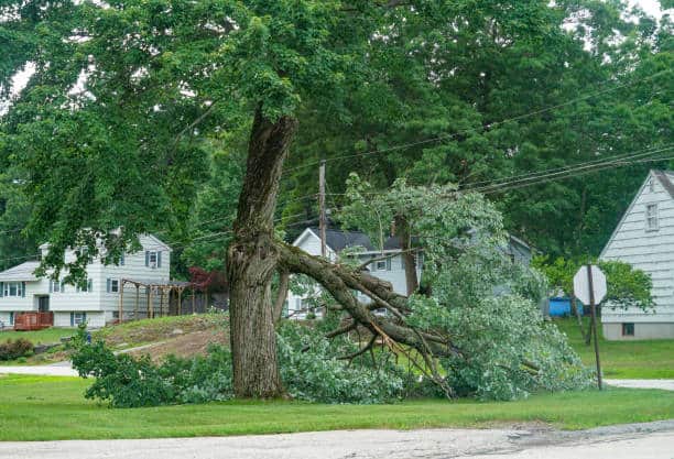 Hazardous tree removal service
