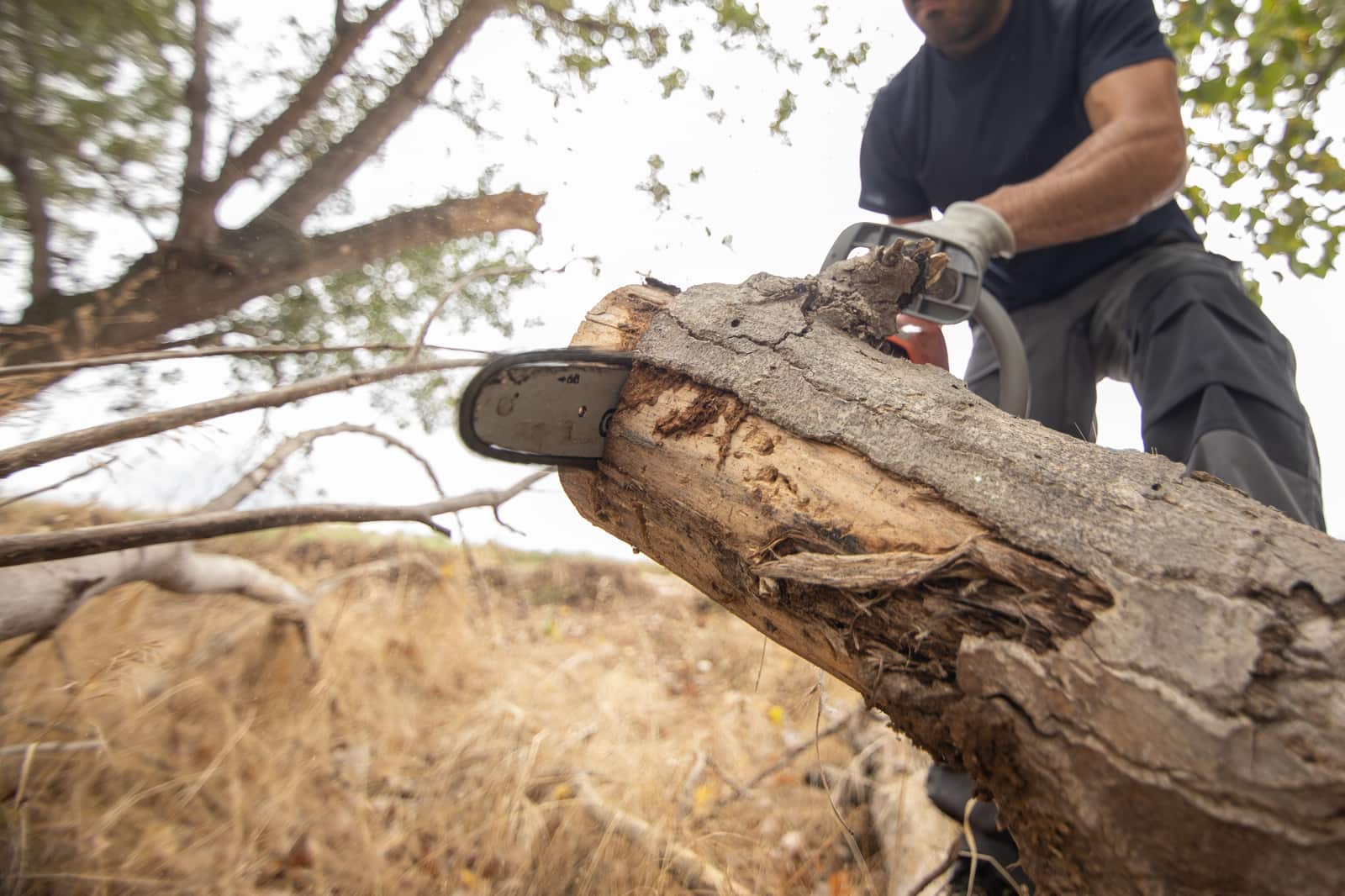 Tree cutting service