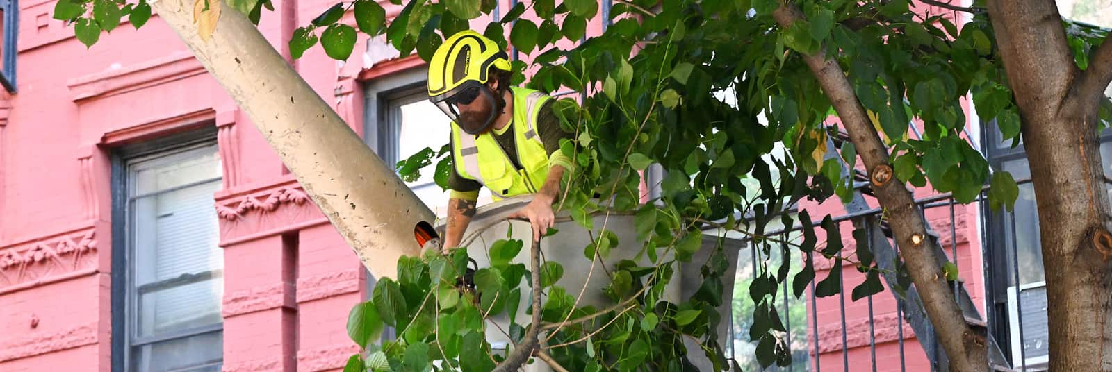 Tree trimming and pruning service